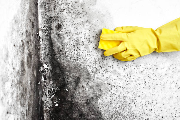 Best Airborne Mold Testing  in Waupaca, WI